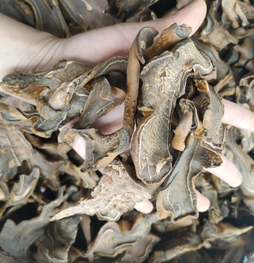 [狗脊批发]金毛狗脊 野生中药材价格38.00元/公斤 - 一亩田