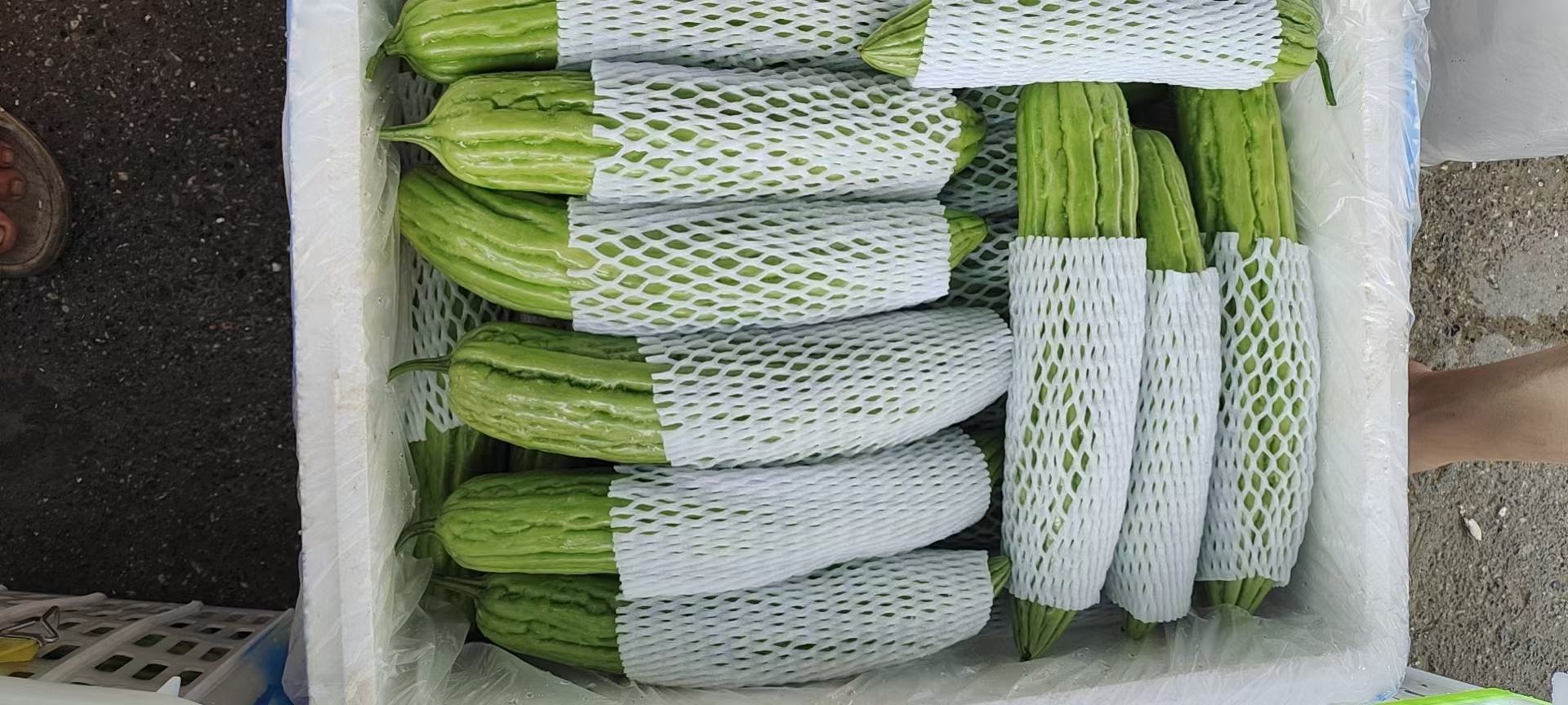 苦瓜冷藏保存示意图