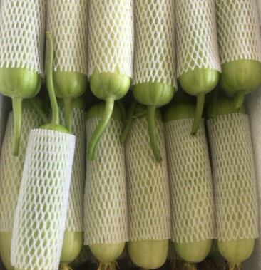 [丝瓜批发]白关丝瓜价格5.00元/斤 - 一亩田