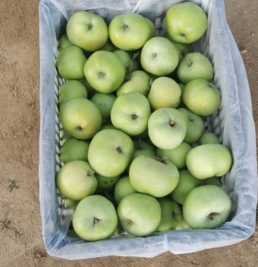 [藤木苹果批发]苹果价格1.20元/斤 - 一亩田