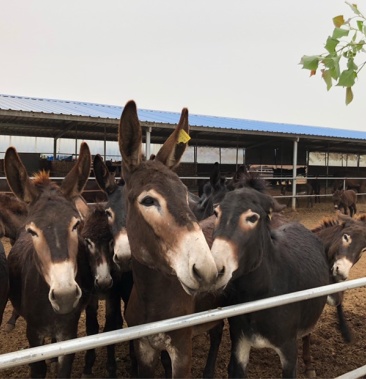 [肉驴苗批发]急售2000头德州驴苗 有需要的可以与我联系价格1600.