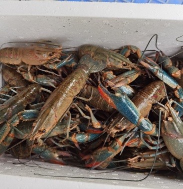 澳洲淡水小蓝龙小龙虾