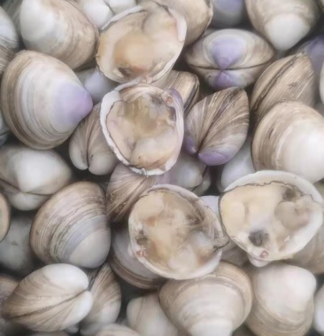 [白蚬子批发]白蛤价格1.40元/斤 - 一亩田