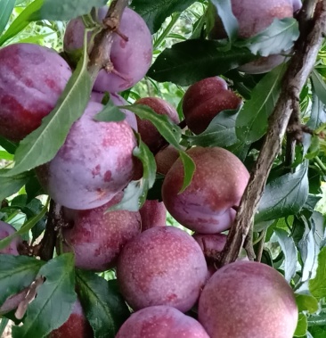 广东省信宜钱排三华梨