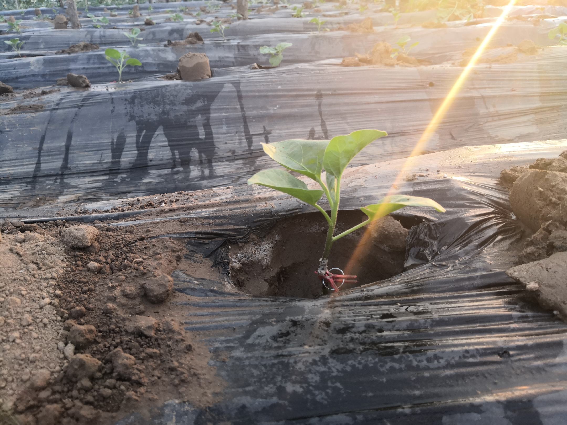 夏季清晨,农户在丘陵地带的高畦菜田中手工移栽圆茄苗,土壤疏松呈深褐色,已铺设黑色地膜和滴灌带,远处可见遮阳网架设结构,天气晴朗,环境湿度较高 夏季圆茄田间定植场景