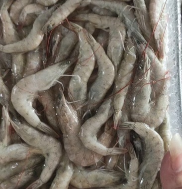 批发虾小条虾南美对虾连头虾小虾条冻虾