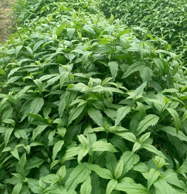 [批发]伤力草,伤力草茶价格460.00元/斤 - 一亩田