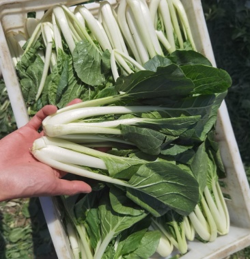 广东精品黑叶菜,现摘现发,冷库保存,品质保证,生鲜商超专