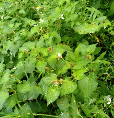 純野生折耳根魚腥草新鮮大山魚腥草乾折耳根乾魚腥草葉