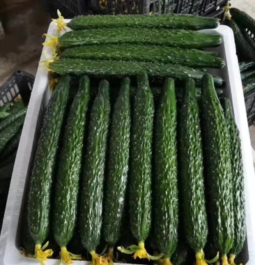 黄瓜,水黄瓜,大刺黄瓜,密刺黑黄瓜,产品同优大量上市
