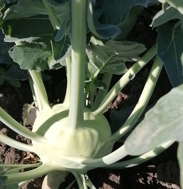 苤蓝,水果苤蓝,可以埯制或生吃的脆苤蓝,果肉肥厚,果型正