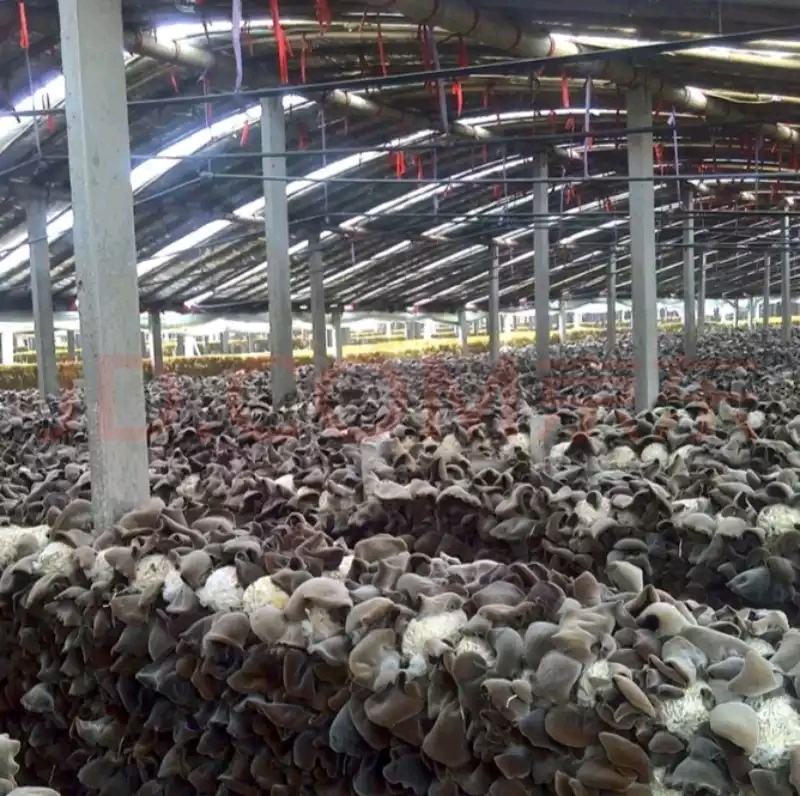 现代化毛木耳加工厂内景,工人正在操作全自动木耳打毛设备,传送带上的毛木耳正经过旋转刷辊进行表面去毛处理,背景可见不锈钢管道与控制面板,环境整洁明亮 毛木耳加工现场