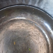花鲢鱼苗，场地直销，快大良种鱼苗无病无伤易养，欢迎选购。
