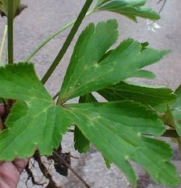 中药材虎掌草猫爪草