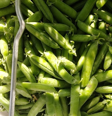 [甜豆批发]长寿仁豌豆 甜豆 小夹豆价格5.00元/斤 - 一亩田