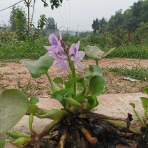 眉山东坡区大量出售水生植物水葫芦