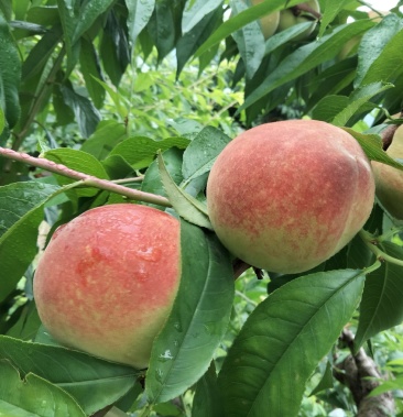 [桃批发]早凤王枇价格78.00元/件 - 一亩田