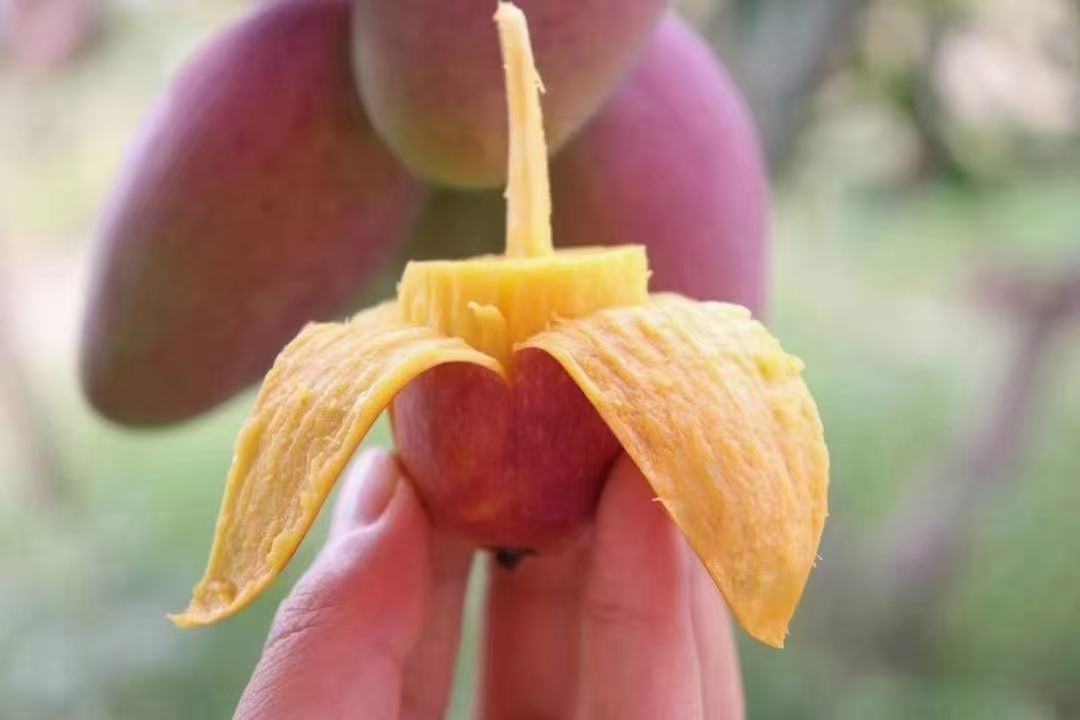 贵妃鹰嘴芒典型外观特征高清特写,突出鹰喙形态、双色渐变果皮与蜡质表层 贵妃鹰嘴芒整果特写:金黄底色覆薄层胭脂红晕,果顶清晰呈现细长微弯的深褐色鹰喙状突起,果肩圆润,果腰纤细,表皮光滑带天然蜡质光泽,果柄粗短青绿