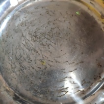 鲈鱼水花苗。