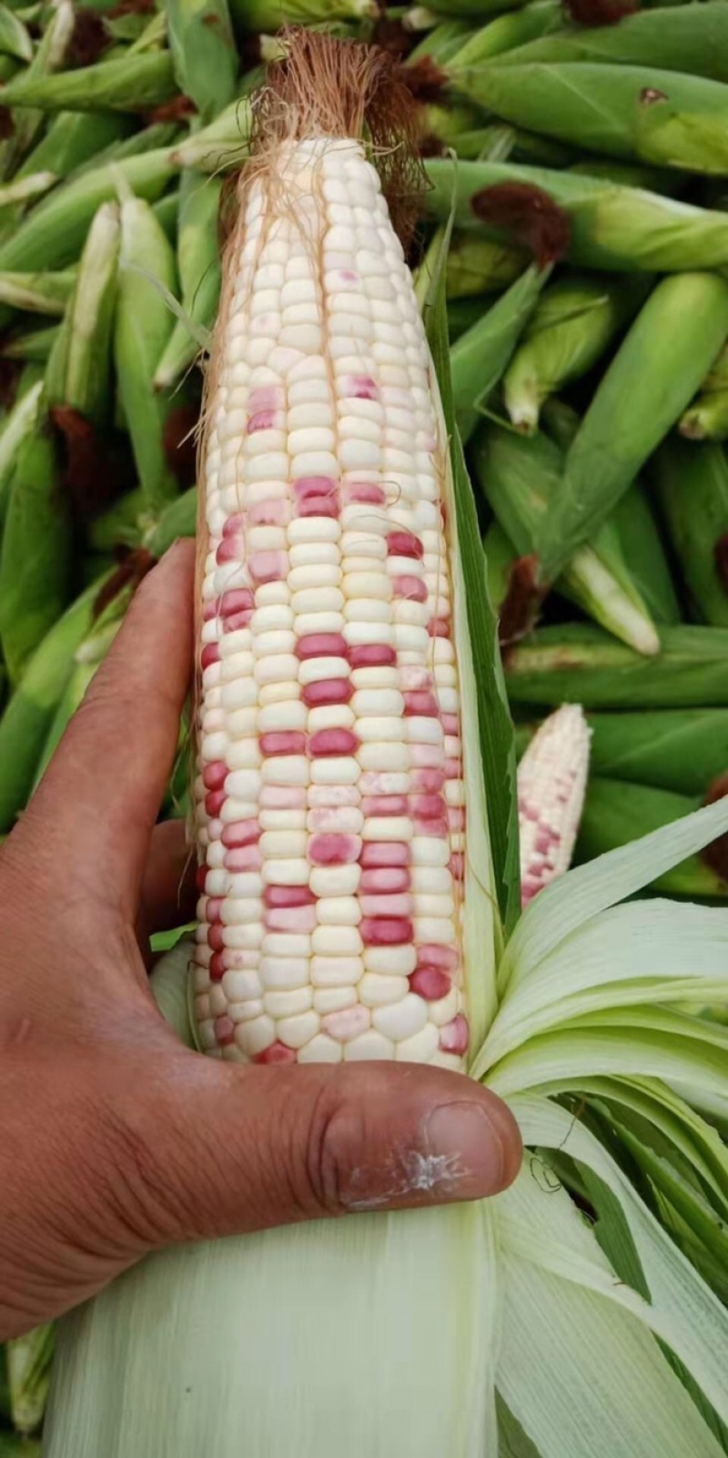 德阳玉米报价网站_德阳玉米报价网站官网