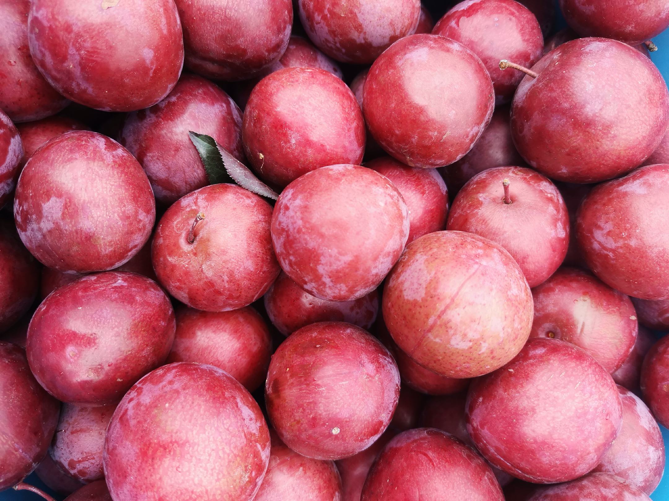 红皮布林李子特写