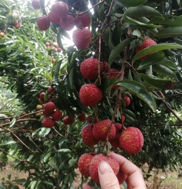 有一万多斤鲜进凤荔枝15个一斤价格4块左右五天后上市