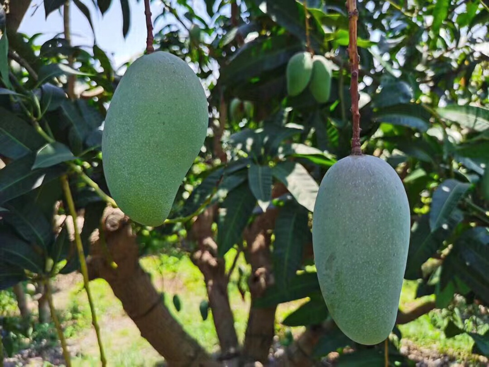 云南省红河州元阳县梯田式芒果园航拍画面,成片的大青芒果树整齐排列,树冠浓密,部分果树挂满青绿色果实,阳光照射下叶片泛光,背景为云雾缭绕的山地地貌,展现高原生态种植环境 大青芒果园航拍图