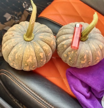 金磨盘小南瓜盘龙202盘龙204小金瓜土南瓜