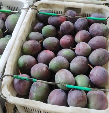 [芒果批发]汤米芒果价格1.80元/斤 - 一亩田
