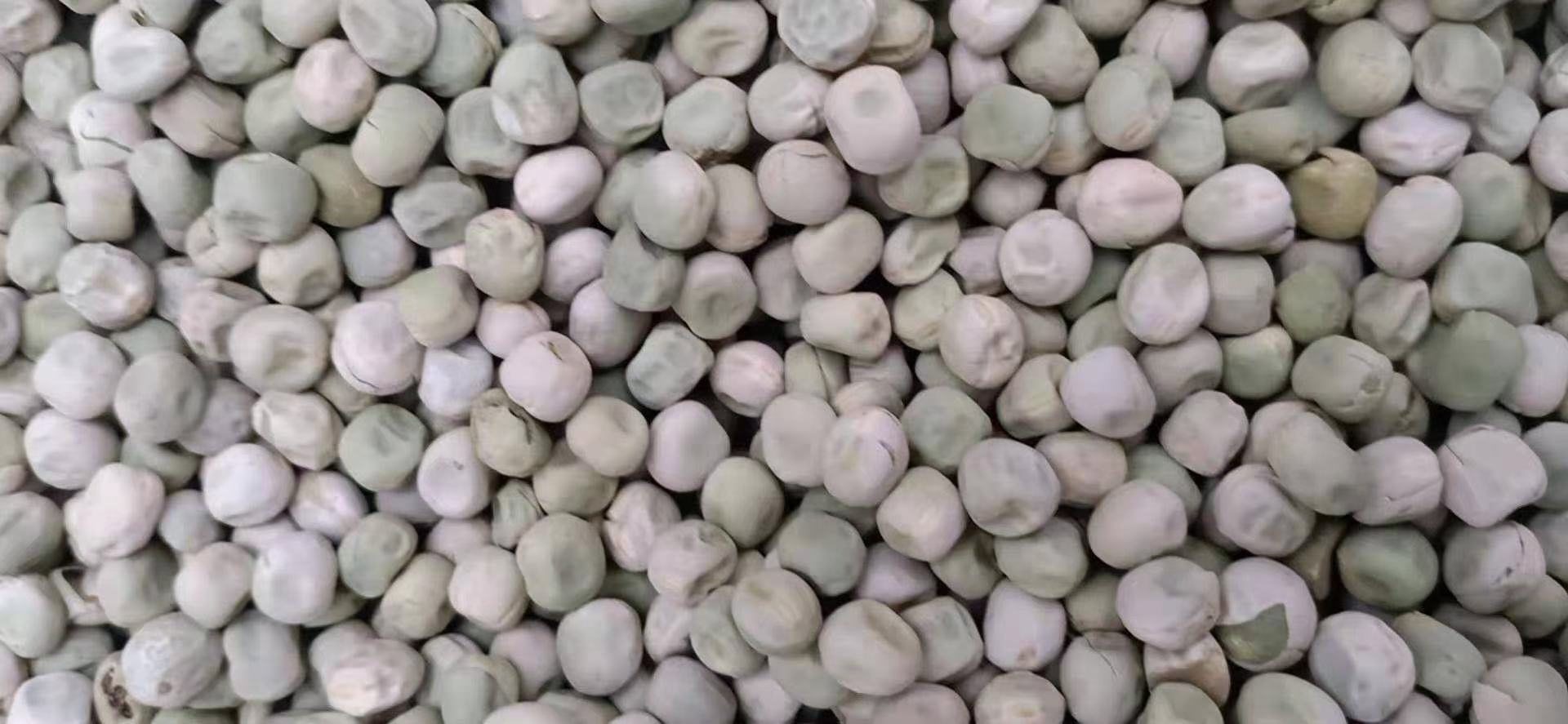 图表展示青豌豆与干豌豆在水分、蛋白质、可溶性糖、维生素C、膳食纤维五项关键营养指标上的对比柱状图。青豌豆在水分和维生素C栏显著高于干豌豆,而干豌豆在蛋白质密度上占优,可溶性糖和膳食纤维接近。图表配有单位标注和数据来源说明 青豌豆与干豌豆营养成分柱状图对比