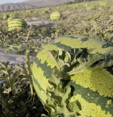 宁夏正宗石头瓜预计六月底七月初上市.