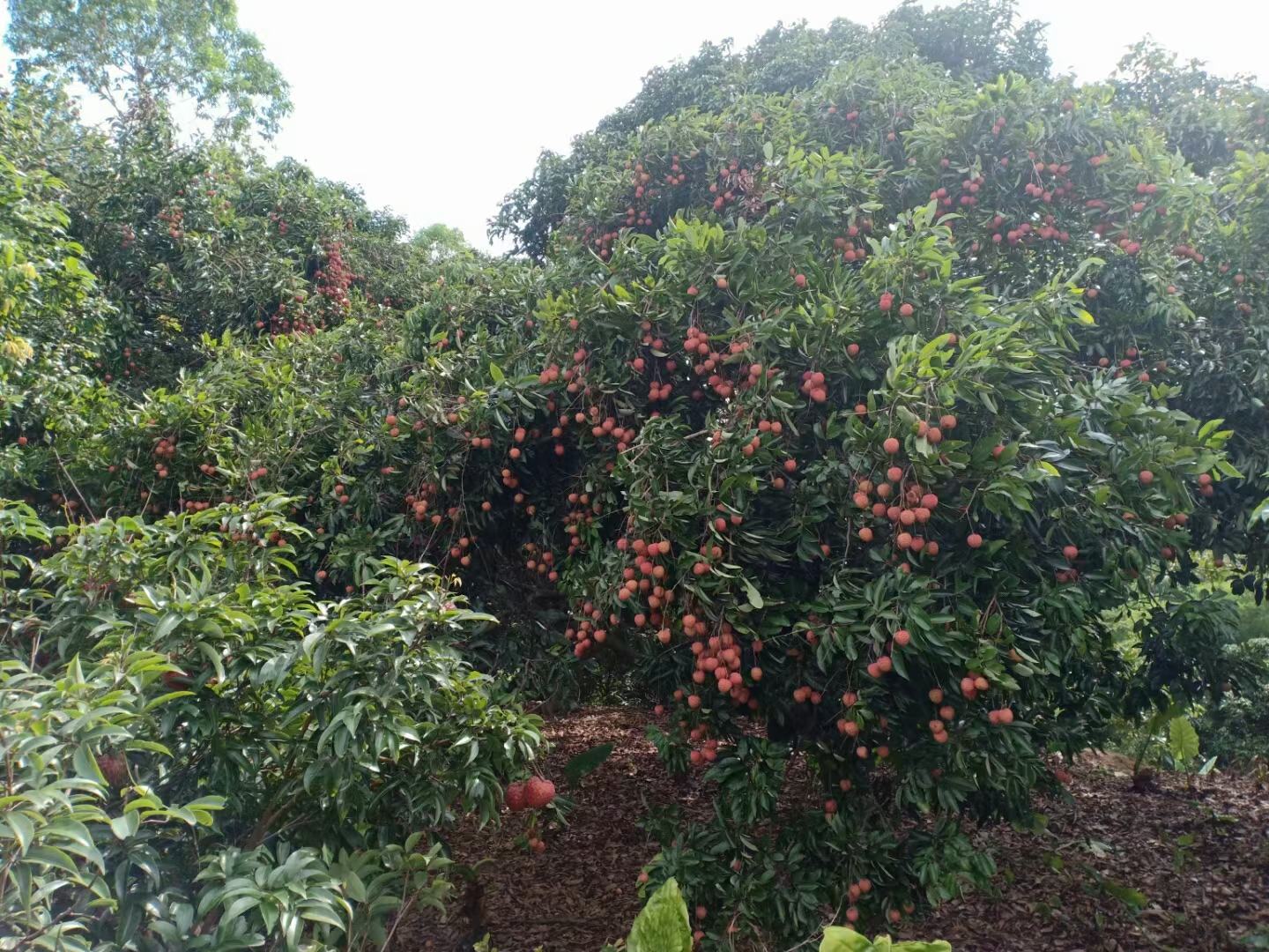 展示糯米糍荔枝与桂味荔枝在果园中的生长状态,包括树形、叶片及果实挂果情况 糯米糍荔枝果园与桂味荔枝果园对比图