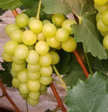 自家贵妃玫瑰葡萄已成熟 甘甜甘甜的 欢迎各位老板来约