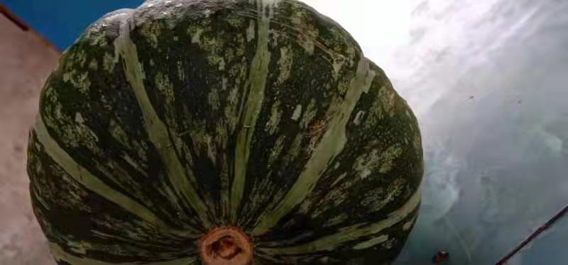 板栗南瓜表面的天然白霜特写