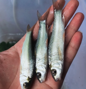 [大量批發]土鯪魚苗,麥鯪魚苗,鯪魚水花,量大從優