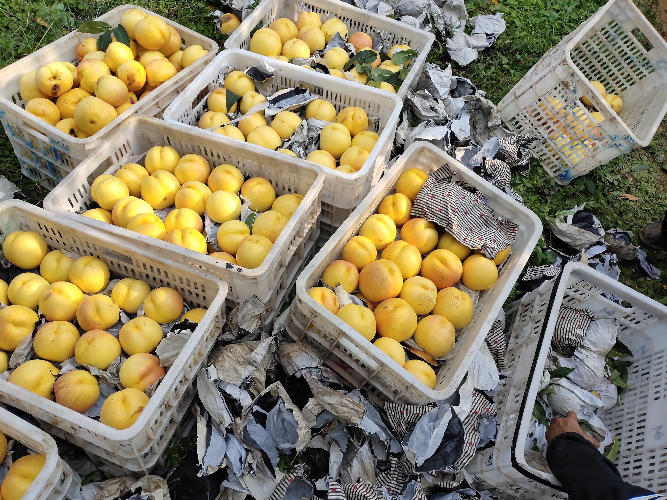 中油18号油桃果园管理与采摘场景