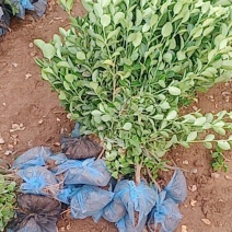 卫矛装车本基地常年出售卫矛，各种规格齐全，土球裸根都可以