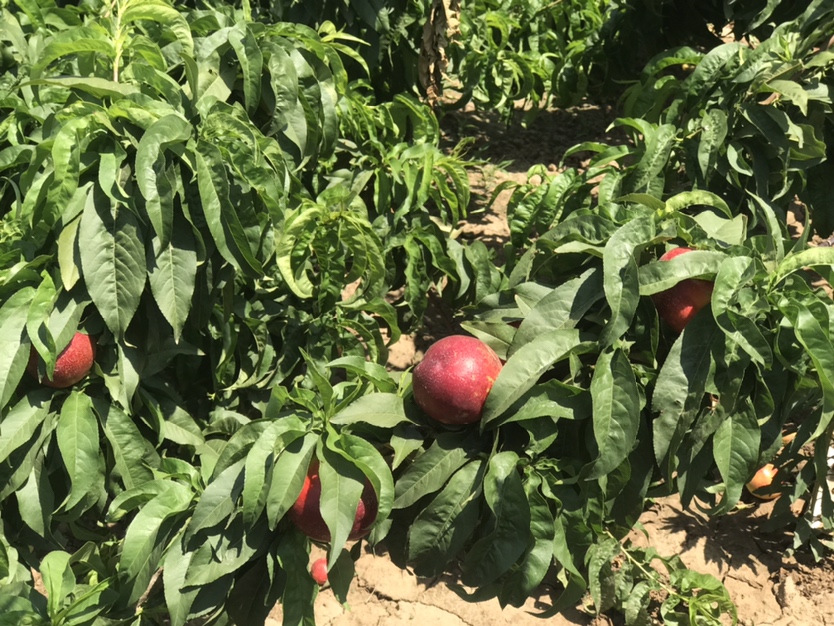 中油10号油桃成熟果园全景图