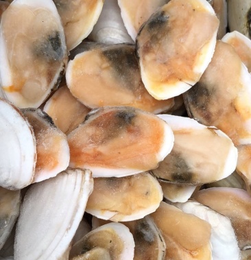 半壳刀贝 冷冻半壳白贝 烧烤食材江苏海鲜水产贝