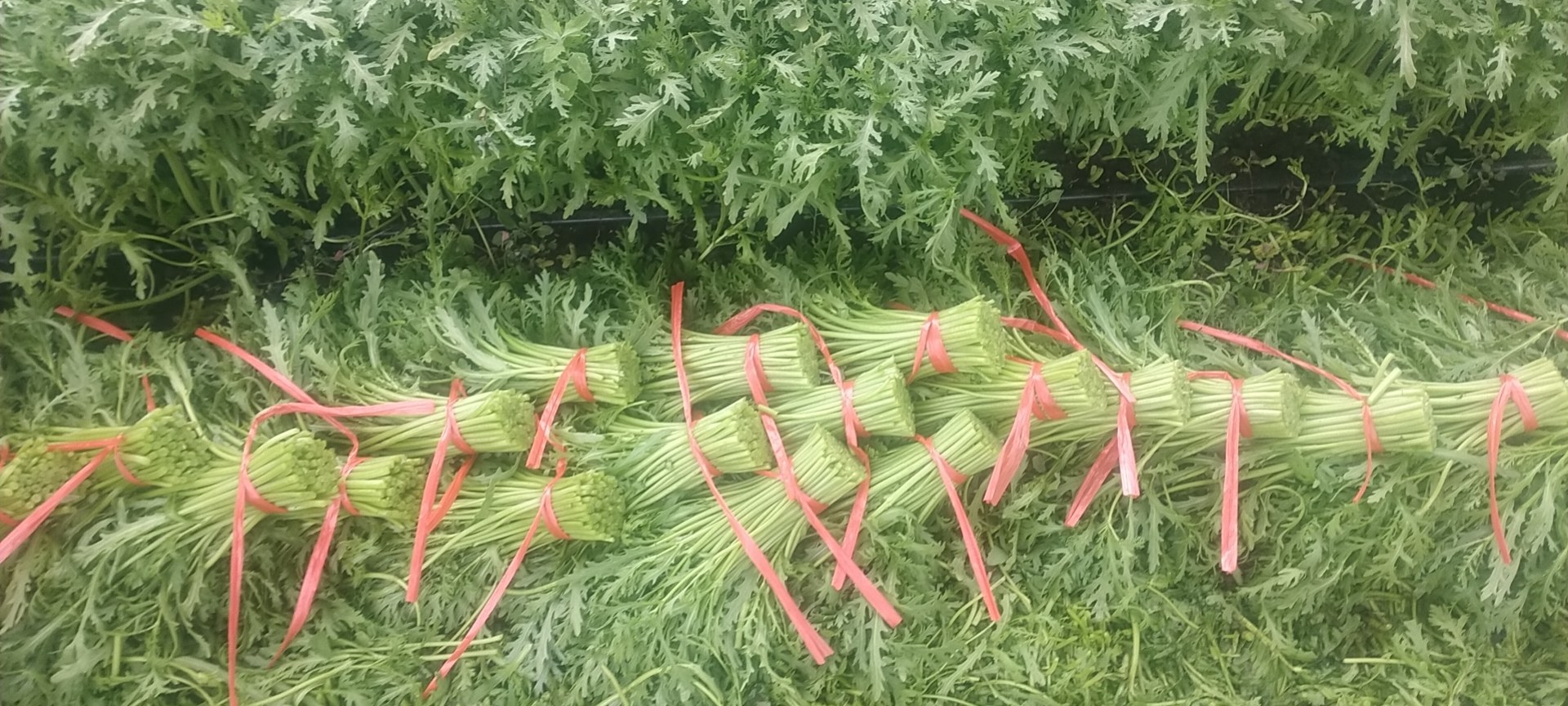 清洗并切好的蒿子杆