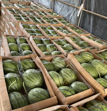 [西瓜批发]口口脆西瓜 3斤打底 9成熟 皮色果形上佳价格1.