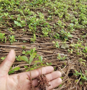 木荷芽苗,木荷一年至10年苗都有