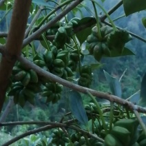 古龙大红八角直生苗嫁接苗大量种植产量高回报高