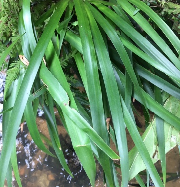 野生石菖蒲種苗生命力極強