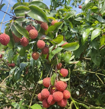 [荔枝批发]岭丰糯荔枝批发价格8.00元/斤 - 一亩田