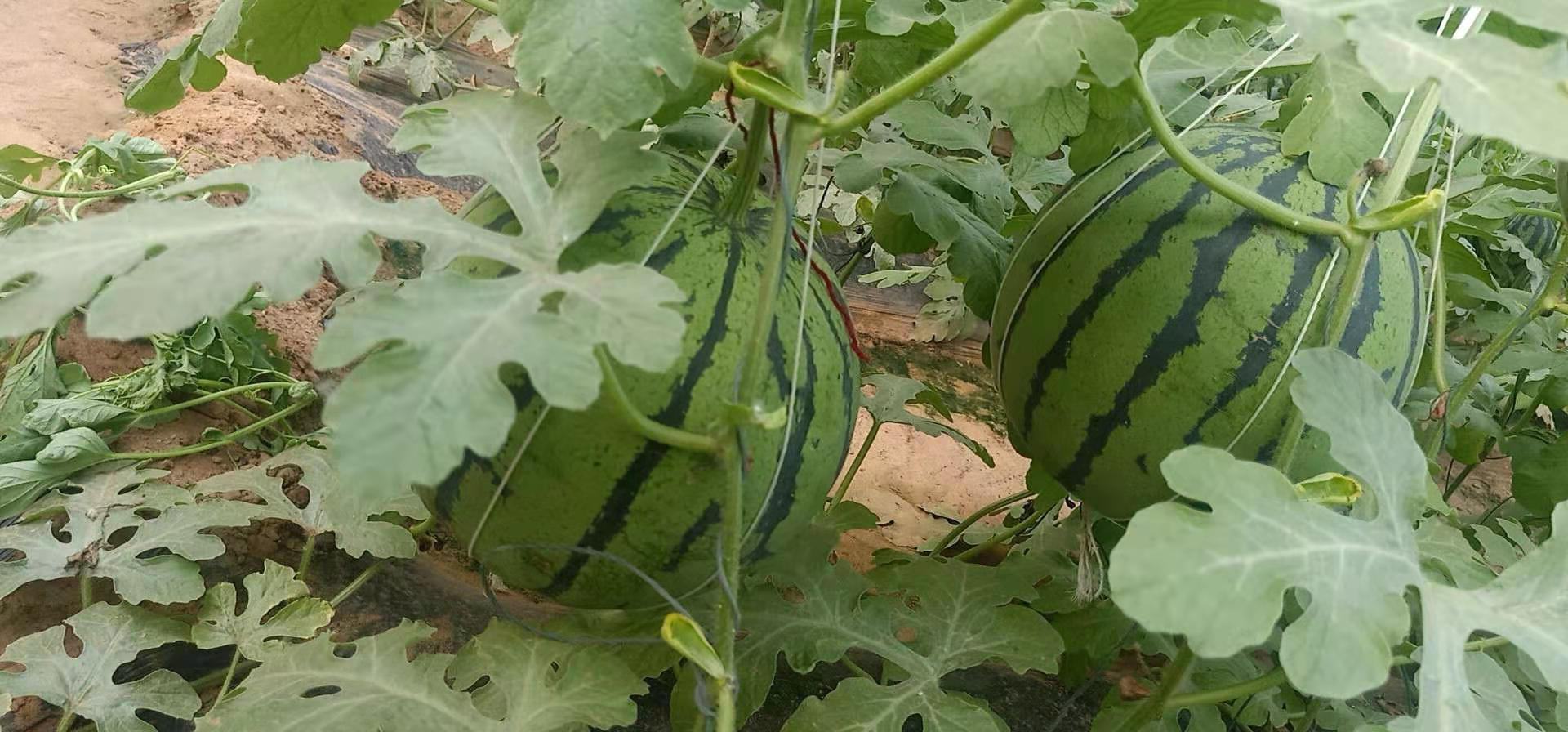 京欣西瓜整枝留果示意图