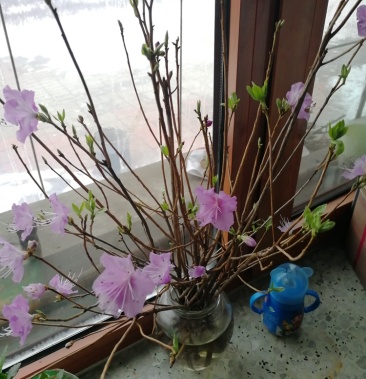 辽宁开原 干枝杜鹃 干枝金达莱花 达子香水插花 仙枝条