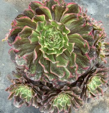 超墨法师 劳尔 黑萝莉 白凤 旭鹤 雨滴 法师变异 多肉