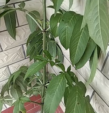 [续断批发]接骨草价格20.00元/斤 - 一亩田