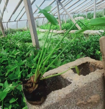 水生植物梭鱼草 梭鱼草杯苗 质优价廉 欢迎咨询